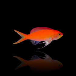 Mirolabrichthys Dispar | Coralandfishstore.nl