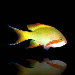 Pseudanthias Huchtii