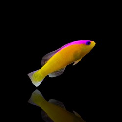 Pictichromis Diadema