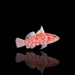 Plectranthias Inermis