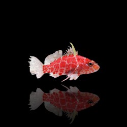 Plectranthias Inermis  bestellen ? l Coralandfishstore.nl