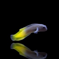 Enchelyurus Flavipes