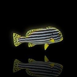 Plectorhinchus Diagrammus