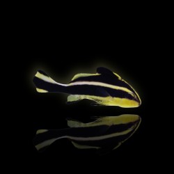 Plectorhinchus Diagrammus  | Coralandfishstore.nl