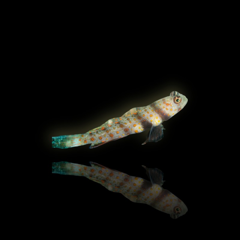 Amblyeleotris Guttata