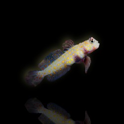 Amblyeleotris Guttata