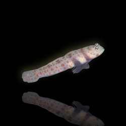 Amblyeleotris Guttata bestellen ? l Coralandfishstore.nl