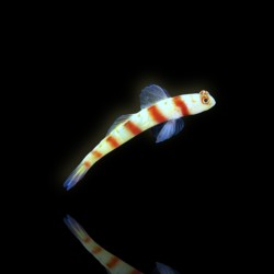 Amblyeleotris Steinitzi