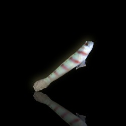 Amblyeleotris Steinitzi (M) bestellen ? l Coralandfishstore.nl