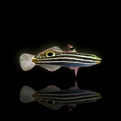 Amblygobius Hectori - Hectors grondel