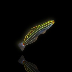 Amblygobius Hectori - Hectors grondel