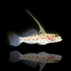 Ctenogobiops Tangaroai