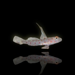 Ctenogobiops Tangaroai - Tangoroa gobie