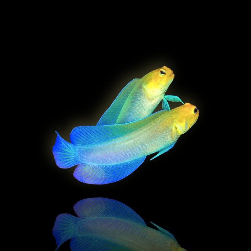 Opistognathus Aurifrons (M)