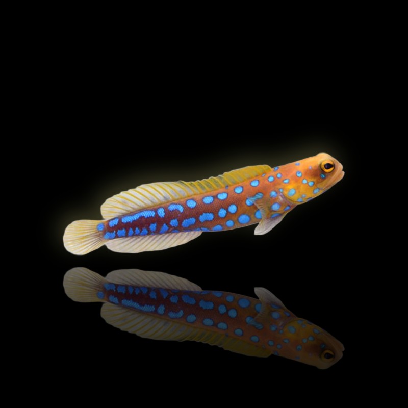 Opistognathus Rosenblatti