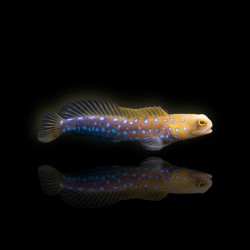 Opistognathus Rosenblatti