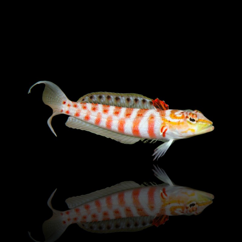 Parapercis Schauinslandi