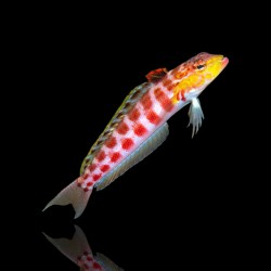 Parapercis Schauinslandi - Roodvlek zandbaars