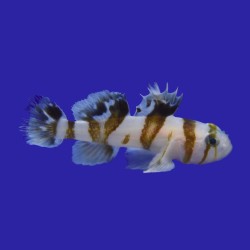 Priolepsis Nocturna bestellen ? l Coralandfishstore.nl