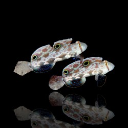 Signigobius Biocellatus bestellen ? l Coralandfishstore.nl