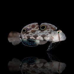 Signigobius Biocellatus bestellen ? l Coralandfishstore.nl