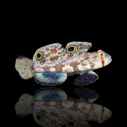 Signigobius Biocellatus