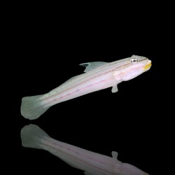 Valenciennea Muralis