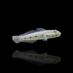 Valenciennea Longipinnis bestellen ? l Coralandfishstore.nl