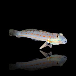 Valenciennea Longipinnis