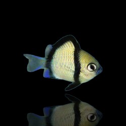 Dascyllus Reticulatus | Coralandfishstore.nl