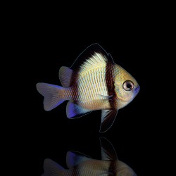 Dascyllus Reticulatus - Tweestreep Juffer