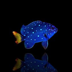 Microspathodon Chrysurus| Coralandfishstore.nl