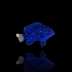 Microspathodon Chrysurus| Coralandfishstore.nl