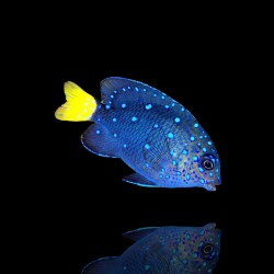 Microspathodon Chrysurus