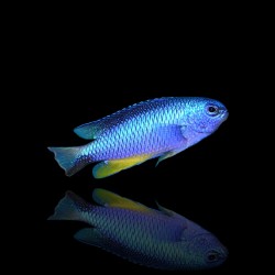 Pomacentrus Alleni | Coralandfishstore.nl