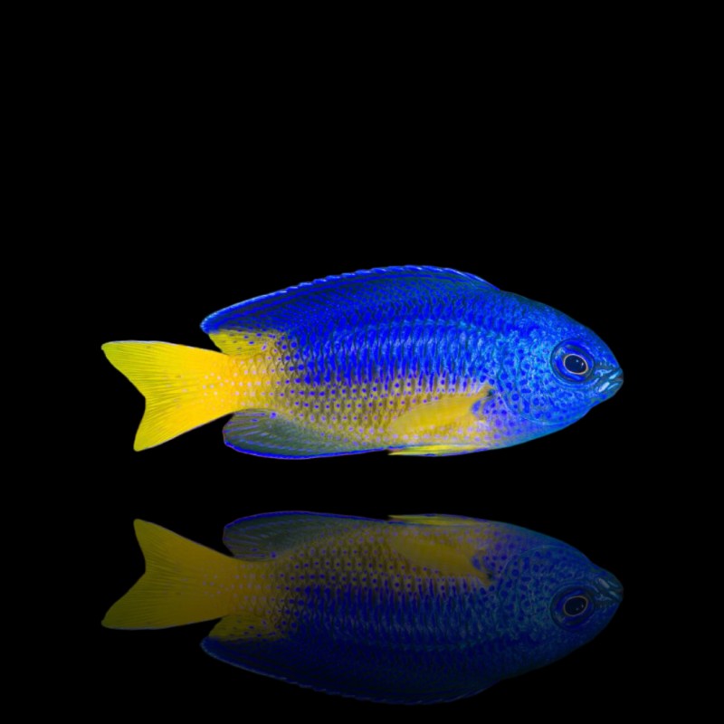 Pomacentrus Coelestis