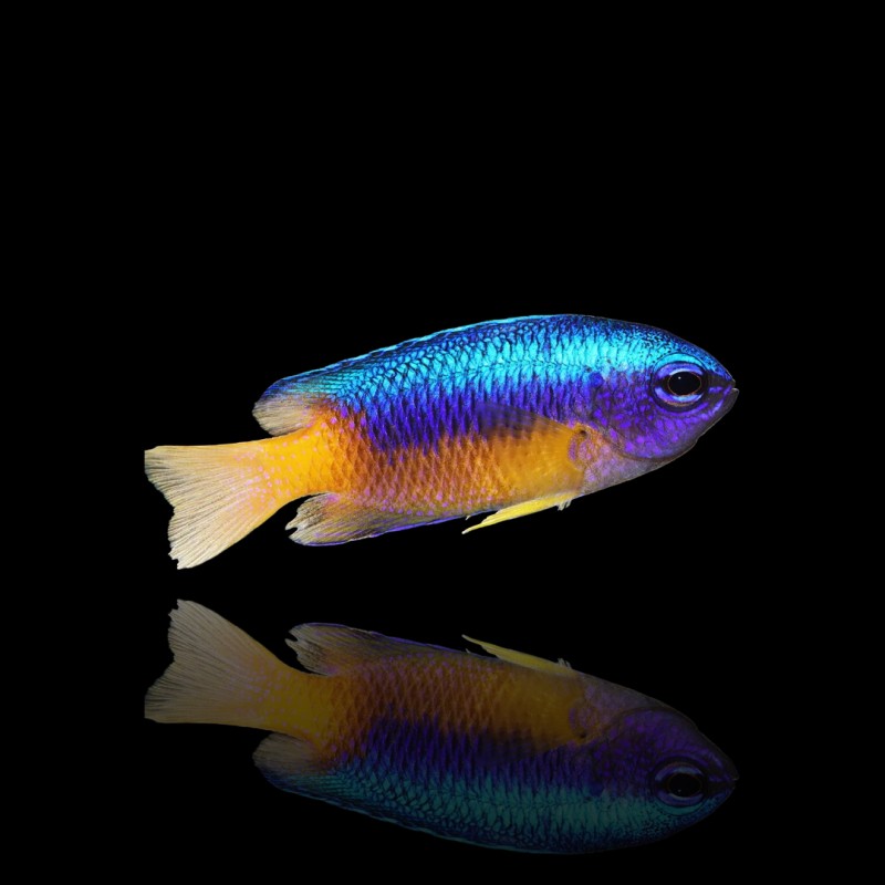 Pomacentrus Coelestis