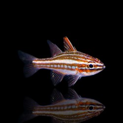 Ostorhinchus Margaritophorus