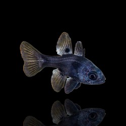 Apogonichthyoides Melas | Coralandfishstore.nl