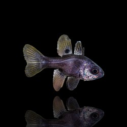 Apogonichthyoides Melas