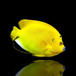 Apolemichthys Trimaculatus (M)