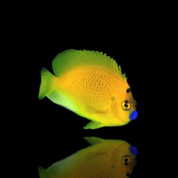 Apolemichthys Trimaculatus (S)