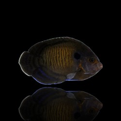 Centropyge Nox| Coralandfishstore.nl