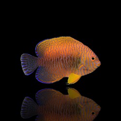 Centropyge Potteri| Coralandfishstore.nl