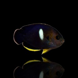 Centropyge Tibicen | Coralandfishstore.nl