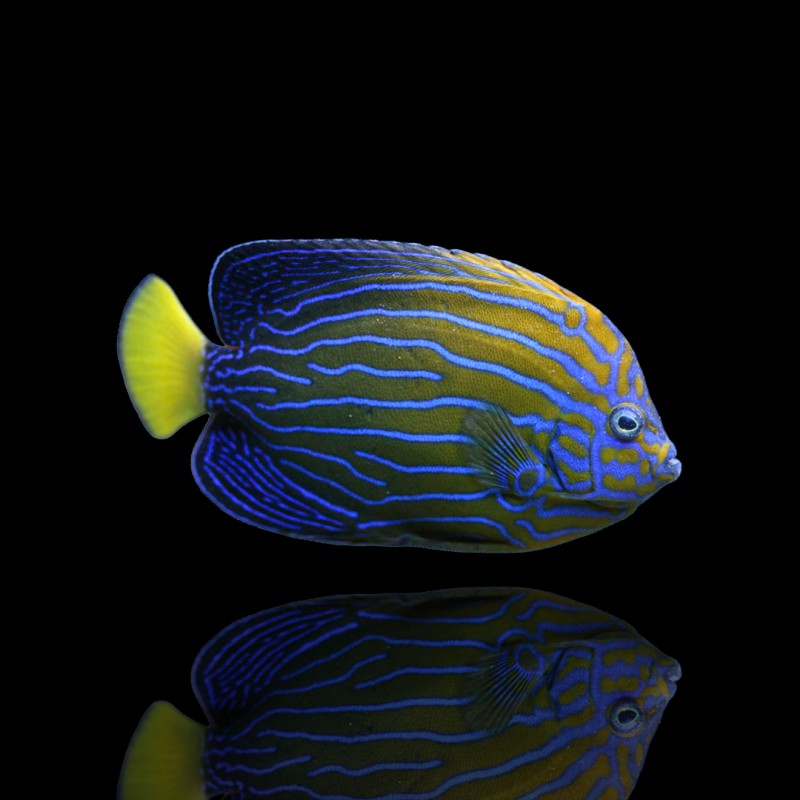 Chaetodontoplus Septentrionalis