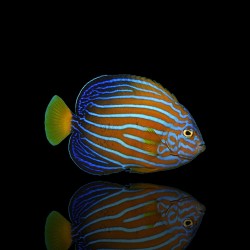 Chaetodontoplus Septentrionalis