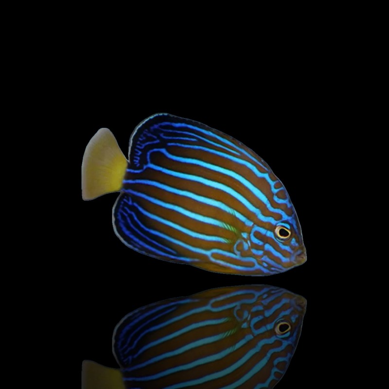 Chaetodontoplus Septentrionalis