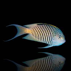 Genicanthus Caudovittatus male