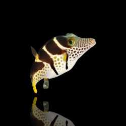 Canthigaster Valentini | Coralandfishstore.nl